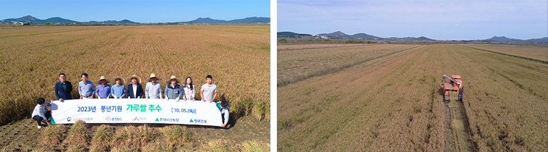 서산 가루쌀 추수